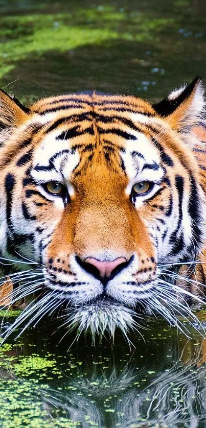 Wild tiger swimming in a lush, green pond.