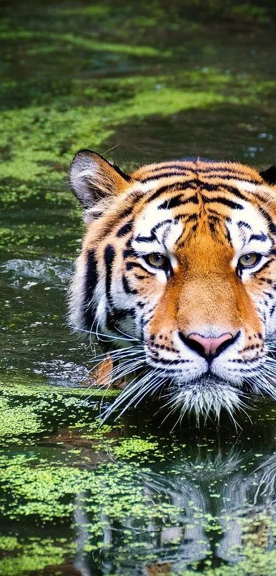 A majestic tiger swimming in lush green water.