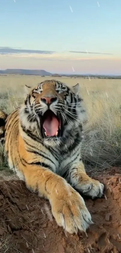 Majestic tiger yawning in grassy field, ideal for phone wallpaper.