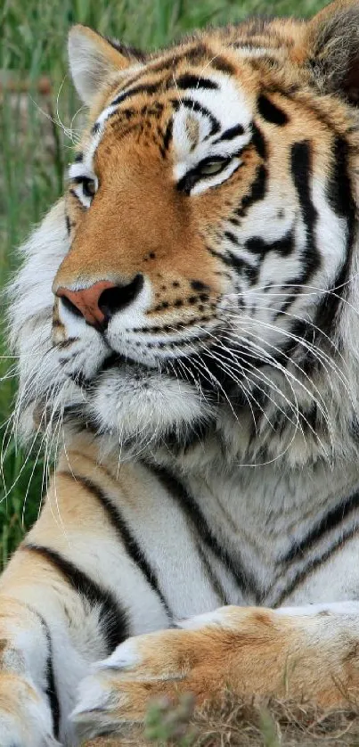 Majestic tiger resting in lush green wilderness.