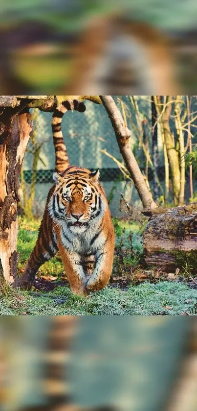 Majestic tiger walking in the lush forest, vibrant wildlife scene.