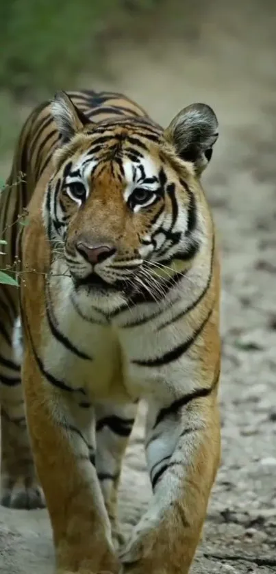 A majestic tiger walking on a forest path, surrounded by natural greenery.