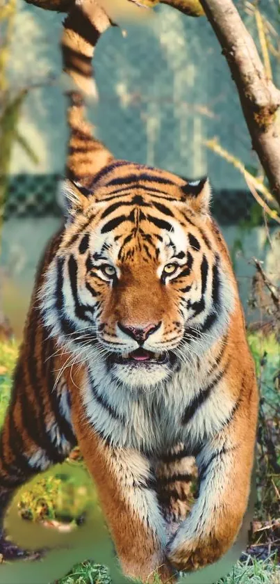 Majestic tiger walking confidently through forest wilderness scene.