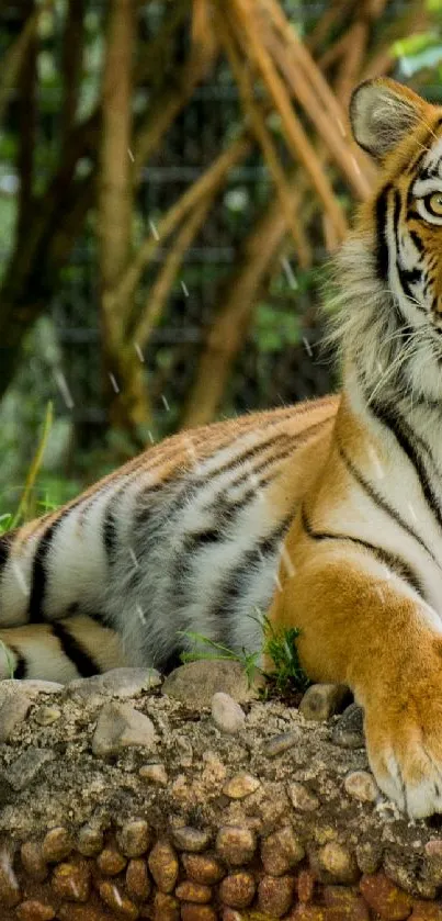 Majestic Bengal tiger in lush jungle setting.