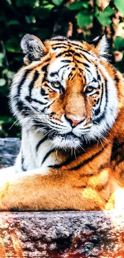 Majestic tiger resting in jungle setting with lush greenery.