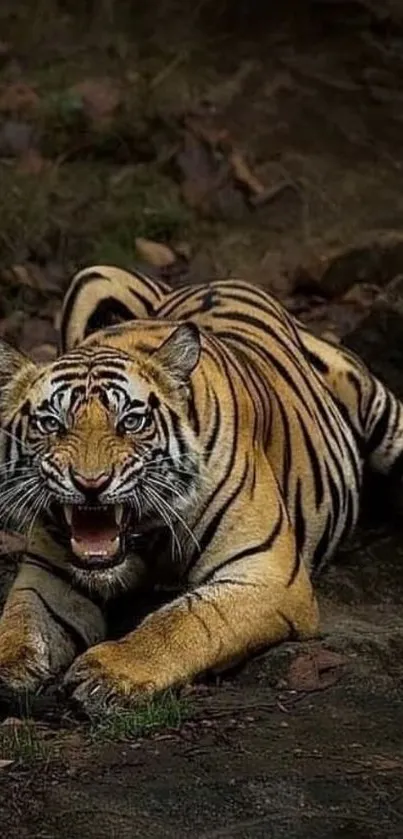 Majestic tiger in the jungle, showing its fierce expression.