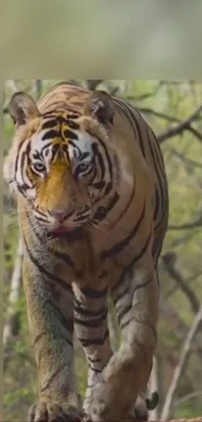 Majestic tiger walking through lush jungle, nature wallpaper.