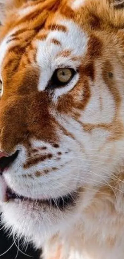 Close-up of a majestic tiger with orange and white fur in the wild.