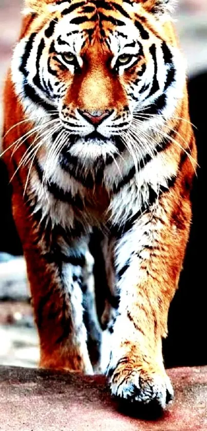 Majestic tiger walking towards the viewer, showcasing vibrant fur.