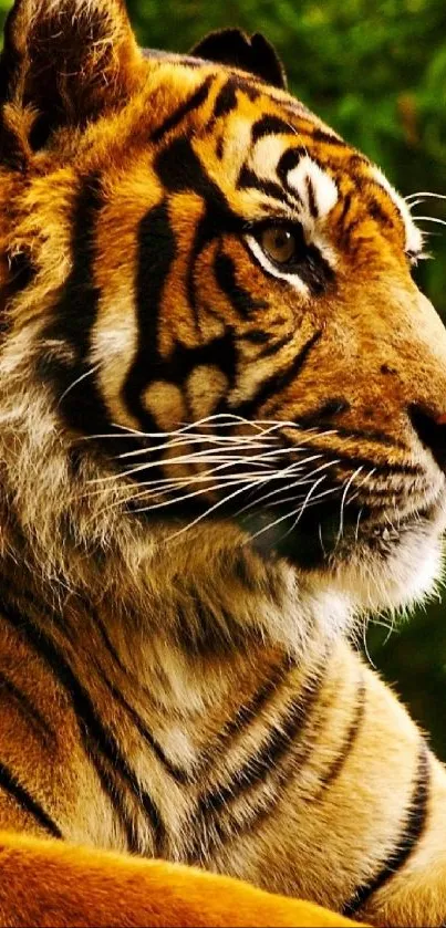 Close-up of a tiger with lush green background on mobile wallpaper.