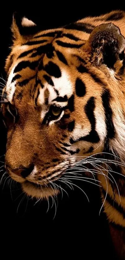 Majestic tiger with vibrant orange stripes on black background.