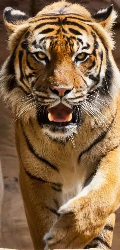 Close-up of a fierce tiger on natural background.