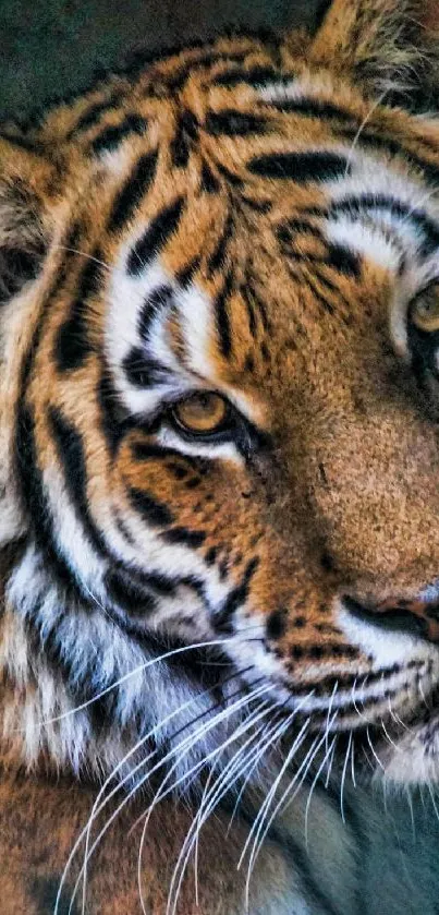 Striking tiger portrait with vivid orange and black stripes, perfect mobile wallpaper.
