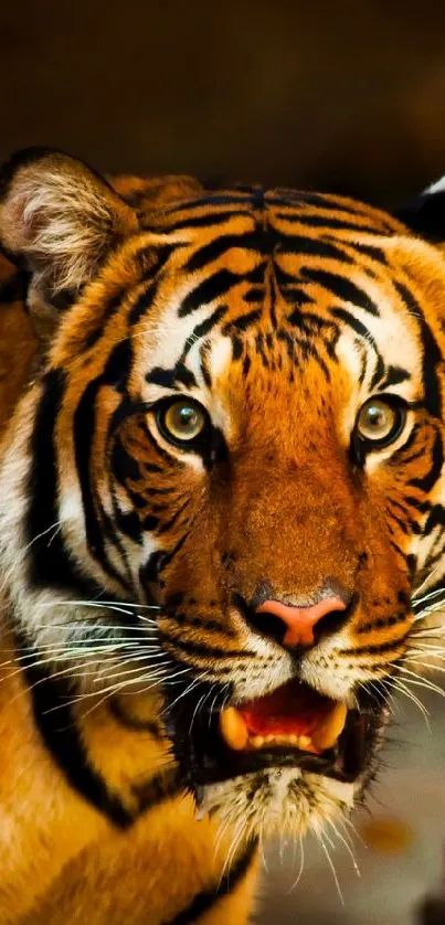 Majestic tiger in jungle, serene and powerful, perfect for wallpaper.
