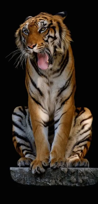 Majestic tiger sitting on stone platform with black background.