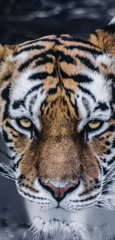 Close-up of a majestic tiger with striking eyes in a natural setting.