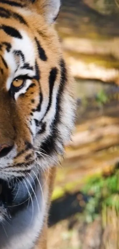 Close-up of a majestic tiger in the wild with vibrant fur and piercing eyes.