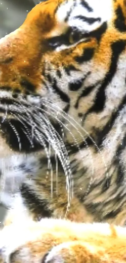 Close-up of a majestic tiger with striking orange and black stripes.