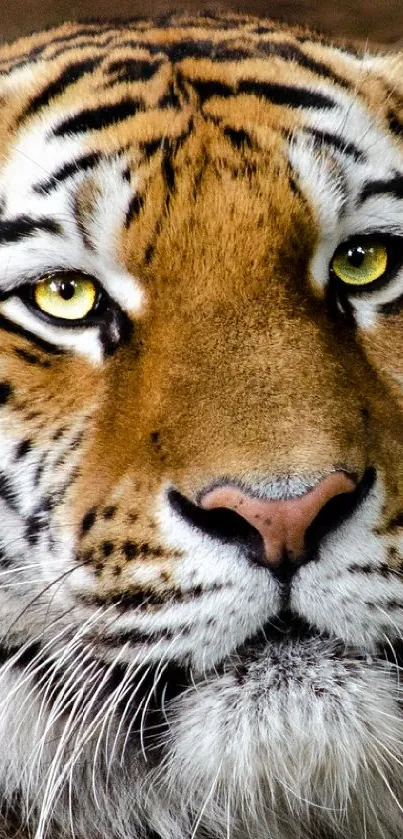Majestic tiger in natural habitat, intense gaze.