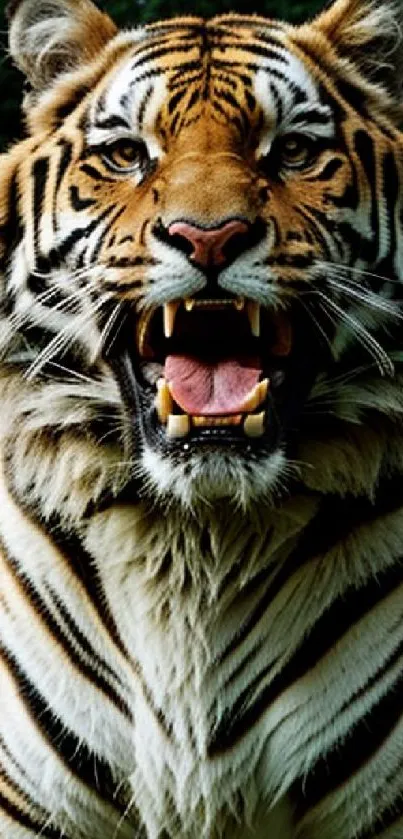 Roaring tiger displaying sharp teeth.