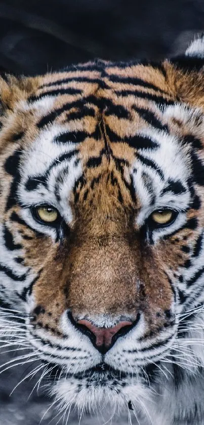 Close-up of a majestic tiger with piercing eyes and intricate fur details.