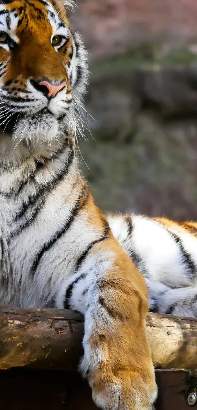 Majestic tiger resting on a log with detailed stripes in nature.