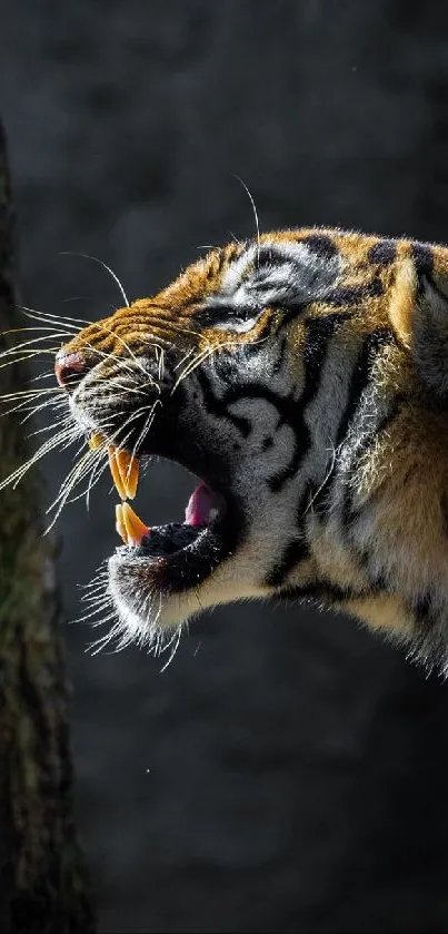 Fierce tiger roaring in natural habitat mobile wallpaper.