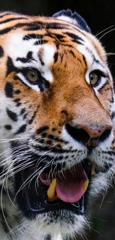 Majestic tiger in natural habitat, vivid mobile wallpaper.