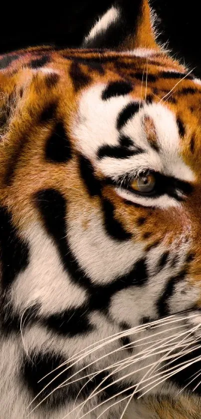 Close-up of a majestic tiger on a black background.