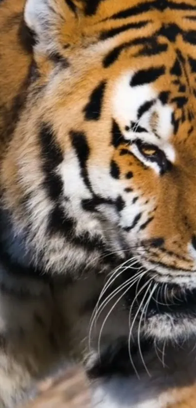 Close-up of a majestic tiger in vivid detail on a mobile wallpaper.