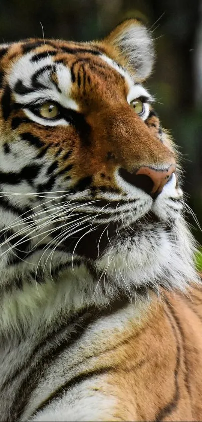 Majestic tiger resting on grass with vivid orange stripes.