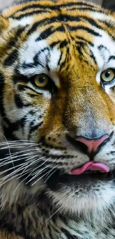 Majestic tiger in natural habitat wallpaper.