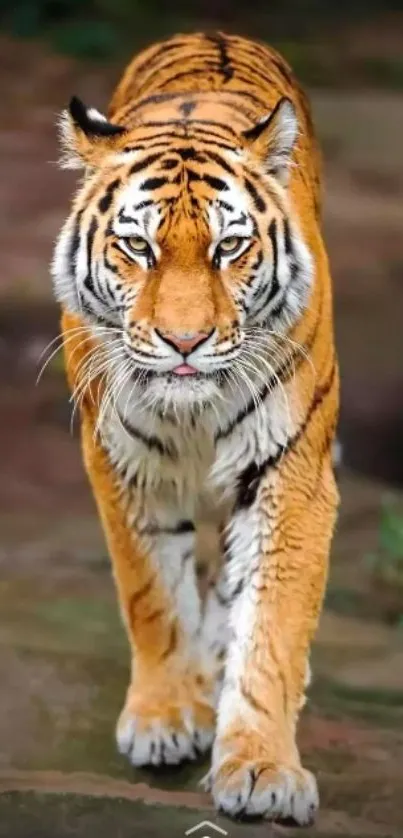 Majestic tiger walking on a pathway.