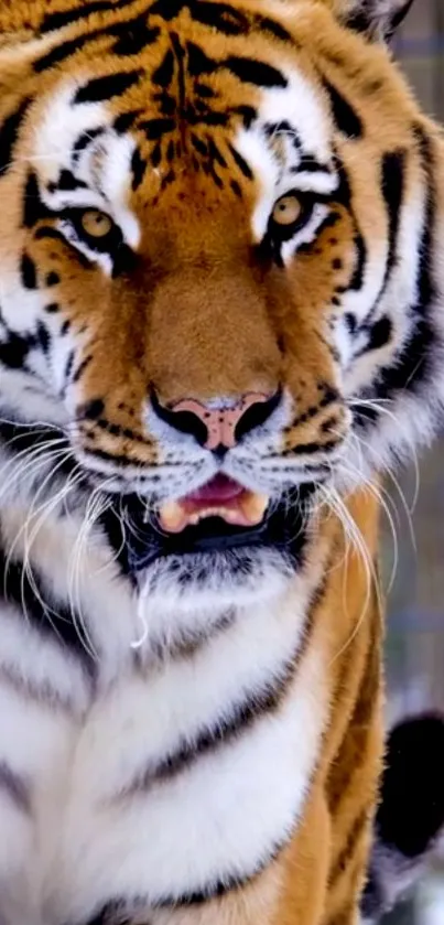 Close-up of a majestic tiger with striking orange and black fur.