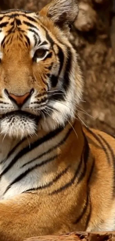 Close-up view of a majestic tiger in the forest, perfect for mobile wallpaper.