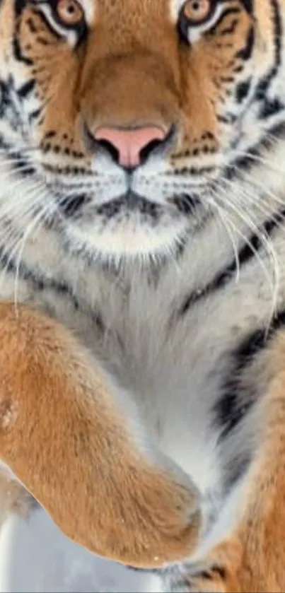 Close-up image of a majestic tiger jumping in snow.