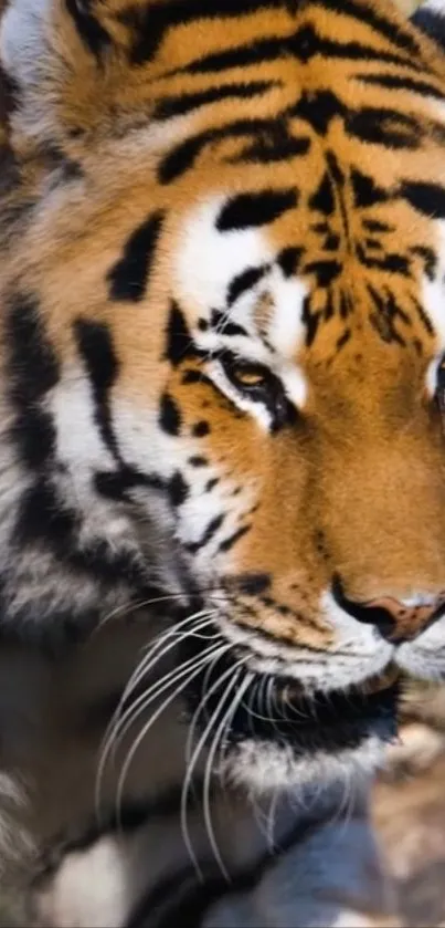 Close-up of a majestic tiger with bold stripes on mobile wallpaper.