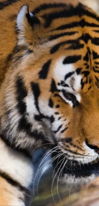 Close-up of a majestic tiger in the wild as mobile wallpaper.