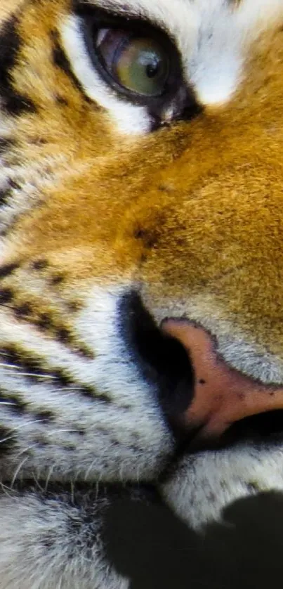 Close-up of a majestic tiger's face with intense eye and golden fur.