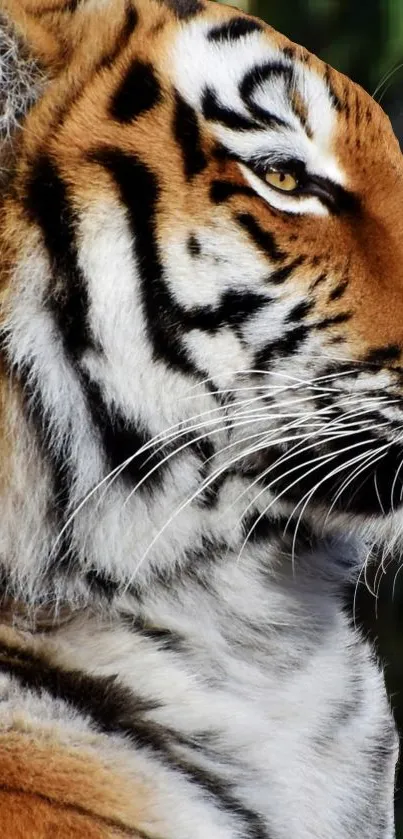 Close-up of a majestic tiger's face showcasing its vibrant orange and black stripes.