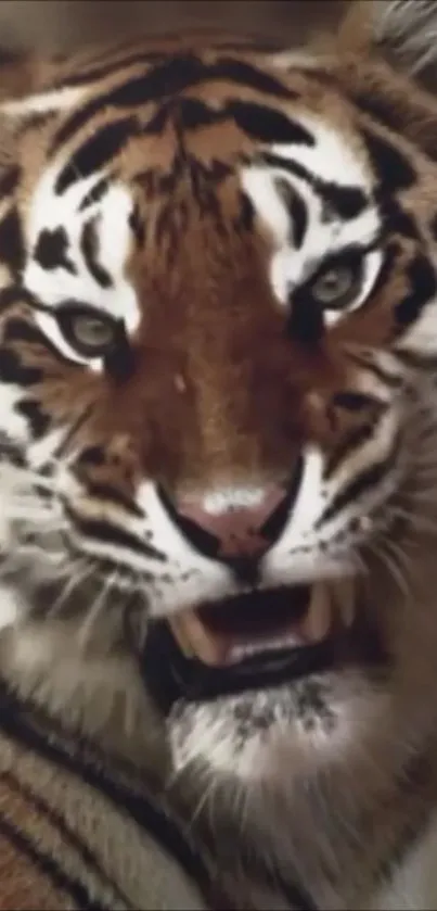 Close-up image of a majestic tiger face on wallpaper.