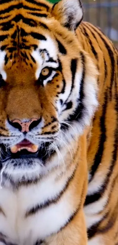 Close-up of a majestic tiger in the wild, perfect for mobile wallpaper.