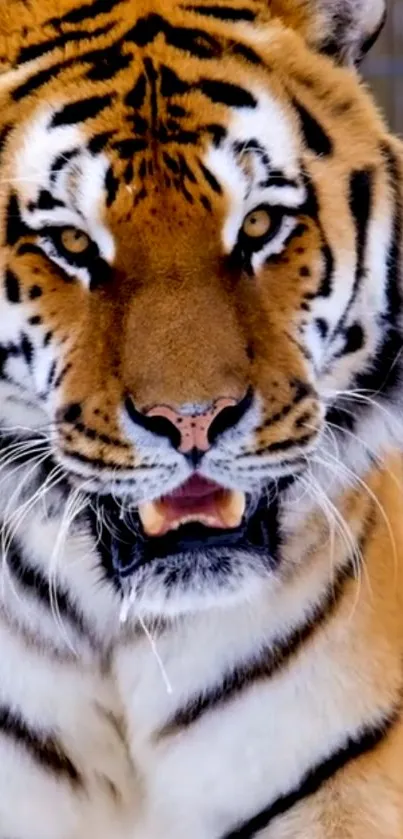 Majestic tiger close-up mobile wallpaper.