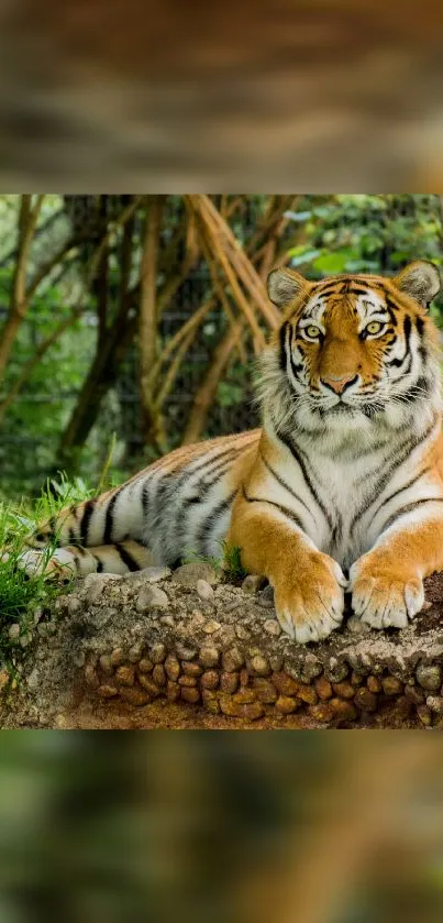 Majestic tiger resting in a lush forest.