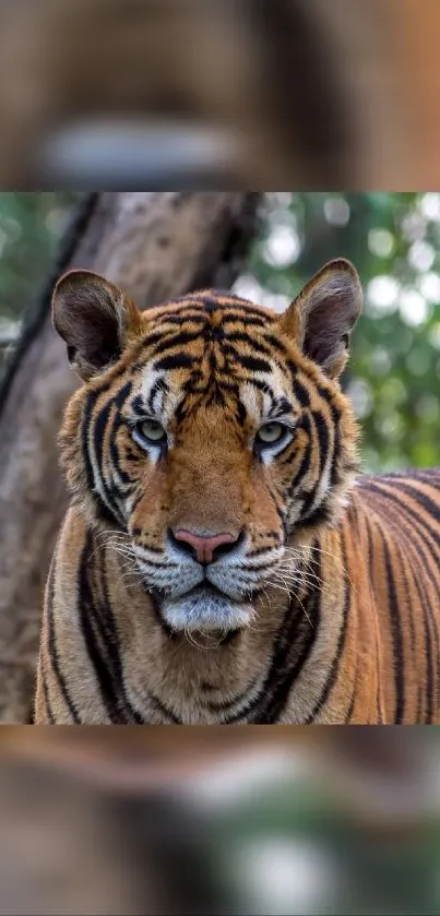 Majestic Bengal tiger in natural habitat mobile wallpaper.