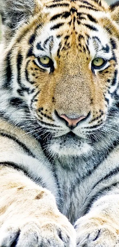 Close-up of a majestic tiger's face with striking golden fur and intense eyes.