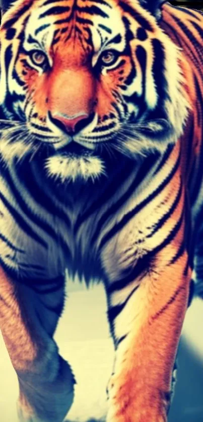 Majestic tiger walking boldly, vivid stripes stand out.