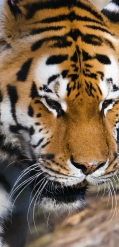 Close-up of a majestic tiger with intricate fur patterns for mobile wallpaper.