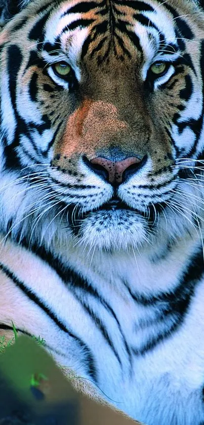 Close-up of a majestic tiger with striking stripes and green eyes.