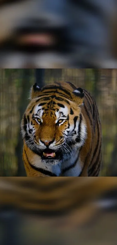 Close-up of a majestic tiger in a natural setting mobile wallpaper.